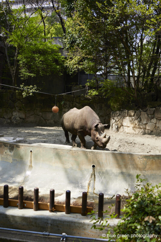 上野動物園のサイ