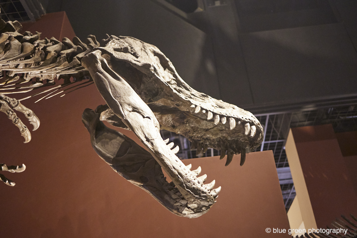 茨城県自然博物館の恐竜