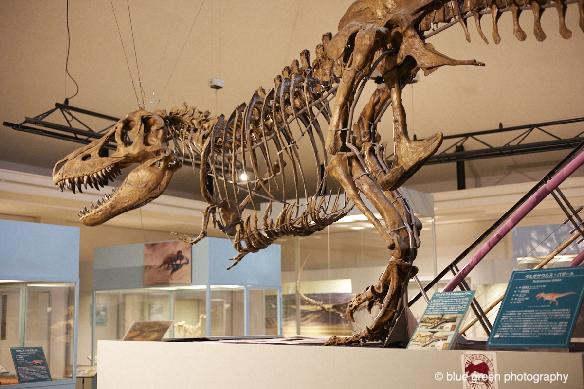 神流町恐竜センターの化石展示